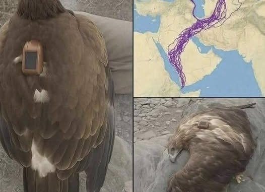 HT15. For 20 years, an eagle equipped with GPS puzzled scientists: reco… See more – NewsMedia