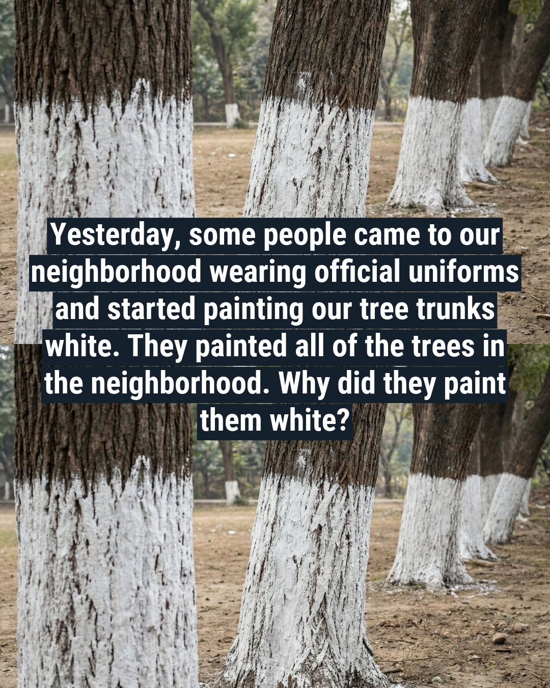 WHITE COATS IN THE ORCHARD, The Hidden Reason Experts Are Painting Tree Trunks This Season – Story Of The Day!